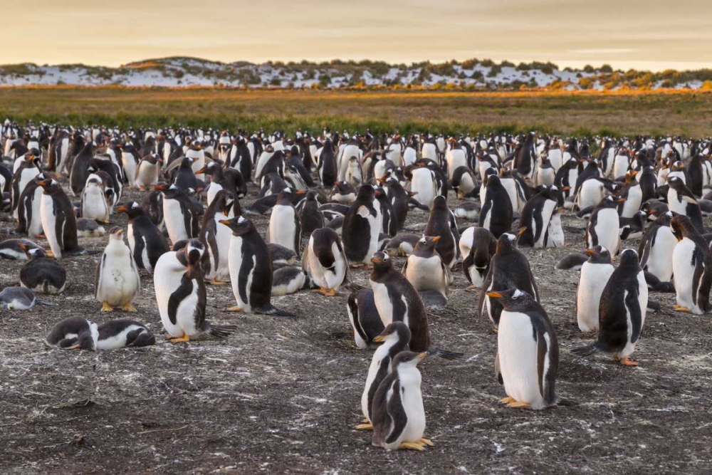 Sea Lion Island Gentoo penguins colony